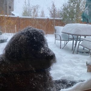 Meet your Posher, Carin